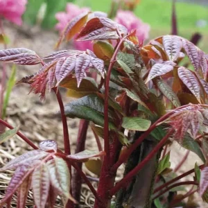 Chinese Toon Seeds - 20 Toona sinensis Edible Tree Seeds for Culinary Gardens - Image 3