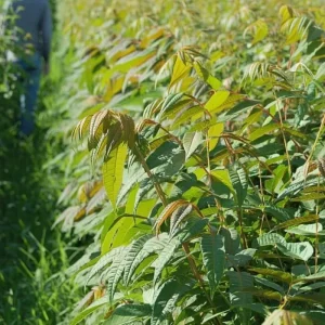 Chinese Toon Seeds - 20 Toona sinensis Edible Tree Seeds for Culinary Gardens - Image 4