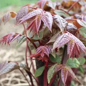 Chinese Toon Seeds - 20 Toona sinensis Edible Tree Seeds for Culinary Gardens - Image 1