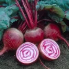 Chioggia Beet Seeds – Heirloom Candy Stripe Beets – 150 Seeds – Easy to Grow Vegetable - Image 1