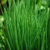 Chives Seeds - Allium schoenoprasum - 150 Seeds - Hardy Perennial Herb - Image 1