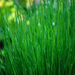 Chives Seeds - Allium schoenoprasum - 150 Seeds - Hardy Perennial Herb - Image 2