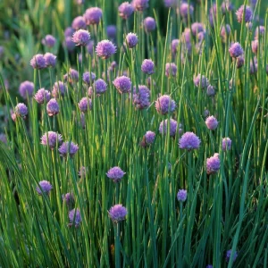 Chives Seeds - Allium schoenoprasum - 150 Seeds - Hardy Perennial Herb - Image 3