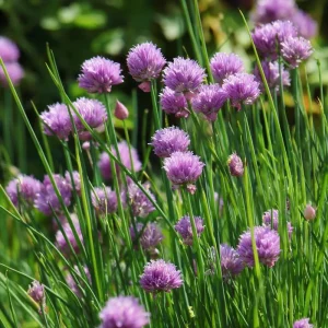 Chives Seeds - Allium schoenoprasum - 150 Seeds - Hardy Perennial Herb - Image 4