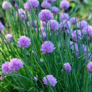 Chives Seeds - Allium schoenoprasum - 150 Seeds - Hardy Perennial Herb - Image 5