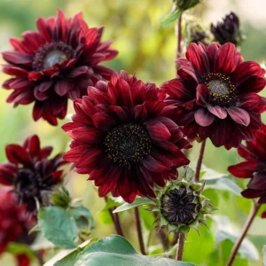 Chocolate Cherry Sunflower Seeds - 25 Seeds, Deep Burgundy Blooms, Pollinator Friendly - Image 1