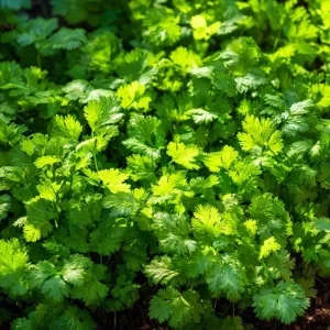 Cilantro Seeds - Bolt-Resistant Herb - 70 Seed Packet - for Leaves & Seeds - Image 3