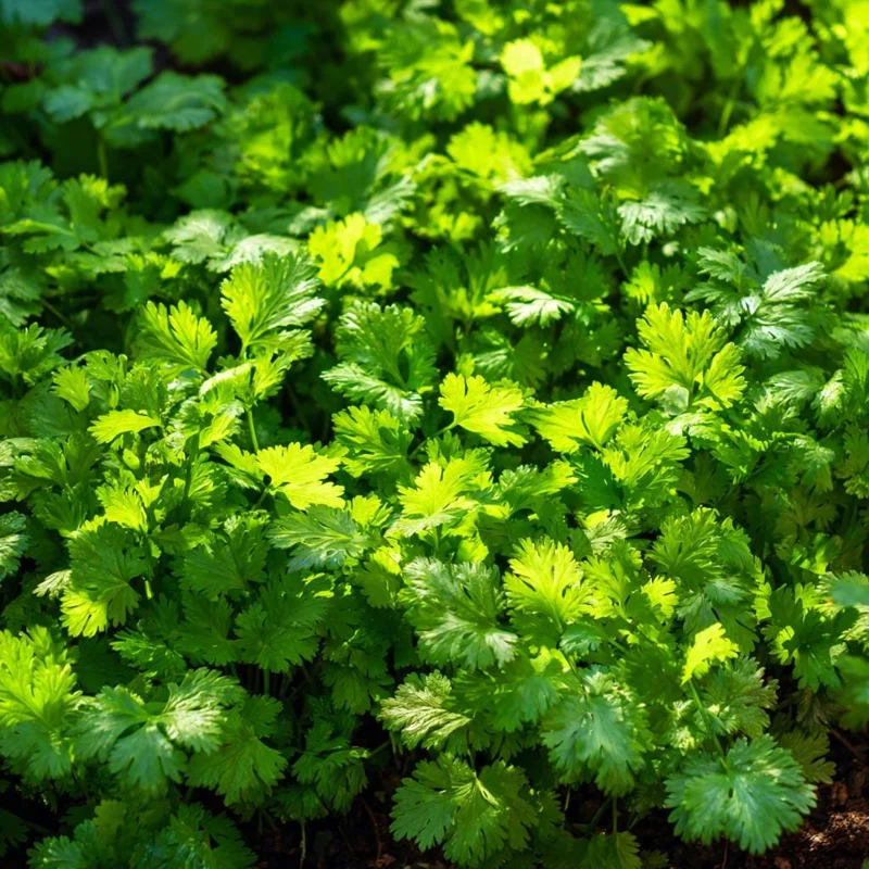 Cilantro Seeds - Bolt-Resistant Herb - 70 Seed Packet - for Leaves & Seeds - Image 3