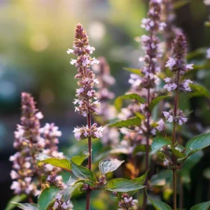 Cinnamon Basil Seeds - 250 Heirloom Aromatic Herb Seeds for Culinary Gardens - Image 2