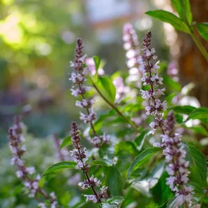 Cinnamon Basil Seeds - 250 Heirloom Aromatic Herb Seeds for Culinary Gardens - Image 3
