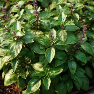 Cinnamon Basil Seeds - 250 Heirloom Aromatic Herb Seeds for Culinary Gardens - Image 4