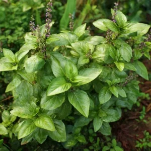 Cinnamon Basil Seeds - 250 Heirloom Aromatic Herb Seeds for Culinary Gardens - Image 1