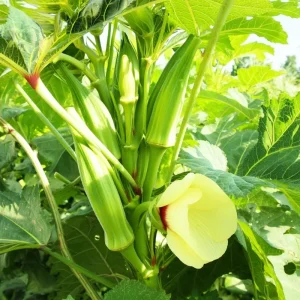 Clemson Spineless Okra Seeds - Heirloom Vegetable, 50 Seeds for Gardens - Image 3