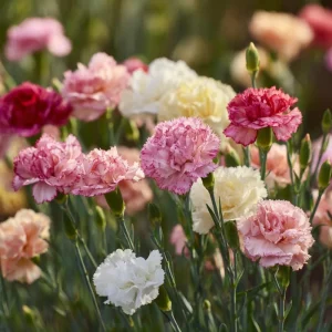 Clove Carnation Seeds - Dianthus caryophyllus Flower Seeds - 100 Seeds, Fragrant, Cut Flowers - Image 2