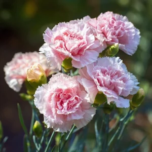 Clove Carnation Seeds - Dianthus caryophyllus Flower Seeds - 100 Seeds, Fragrant, Cut Flowers - Image 3
