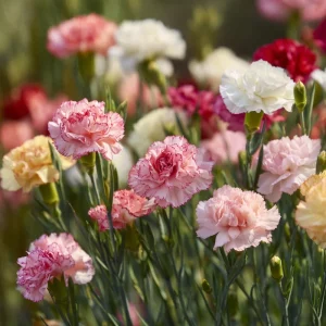 Clove Carnation Seeds - Dianthus caryophyllus Flower Seeds - 100 Seeds, Fragrant, Cut Flowers - Image 4