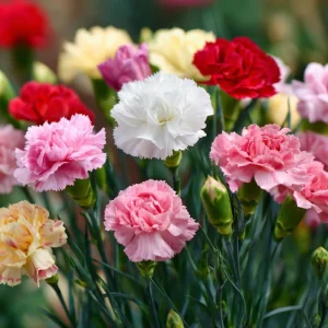 Clove Carnation Seeds - Dianthus caryophyllus Flower Seeds - 100 Seeds, Fragrant, Cut Flowers - Image 5