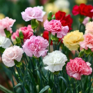 Clove Carnation Seeds - Dianthus caryophyllus Flower Seeds - 100 Seeds, Fragrant, Cut Flowers - Image 6