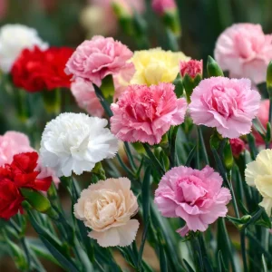 Clove Carnation Seeds - Dianthus caryophyllus Flower Seeds - 100 Seeds, Fragrant, Cut Flowers - Image 7