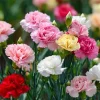 Clove Carnation Seeds - Dianthus caryophyllus Flower Seeds - 100 Seeds, Fragrant, Cut Flowers - Image 1