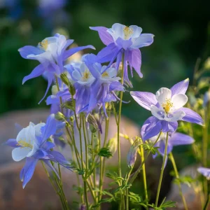 Colorado Blue Columbine Seeds – 100 Seeds – Pollinator Friendly Perennial Flower - Image 2