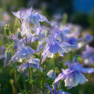 Colorado Blue Columbine Seeds – 100 Seeds – Pollinator Friendly Perennial Flower - Image 3