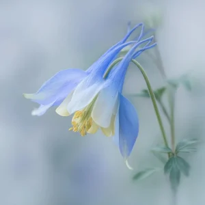 Colorado Blue Columbine Seeds – 100 Seeds – Pollinator Friendly Perennial Flower - Image 4