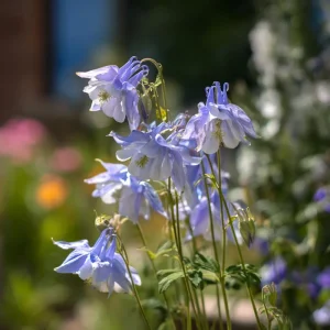 Colorado Blue Columbine Seeds – 100 Seeds – Pollinator Friendly Perennial Flower - Image 5