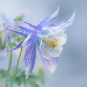 Colorado Blue Columbine Seeds – 100 Seeds – Pollinator Friendly Perennial Flower - Image 6