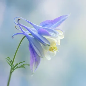 Colorado Blue Columbine Seeds – 100 Seeds – Pollinator Friendly Perennial Flower - Image 7