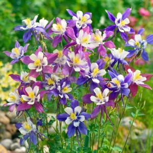 Columbine Seeds McKana Giants Mix – 120 Seeds – Tall Spurred Perennial Flower - Image 2