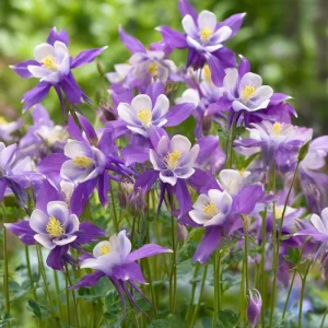Columbine Seeds McKana Giants Mix – 120 Seeds – Tall Spurred Perennial Flower - Image 3