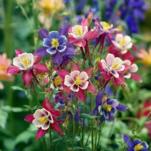 Columbine Seeds McKana Giants Mix – 120 Seeds – Tall Spurred Perennial Flower - Image 4