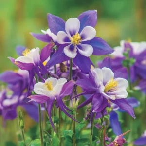 Columbine Seeds McKana Giants Mix – 120 Seeds – Tall Spurred Perennial Flower - Image 5