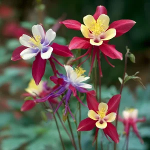 Columbine Seeds McKana Giants Mix – 120 Seeds – Tall Spurred Perennial Flower - Image 6