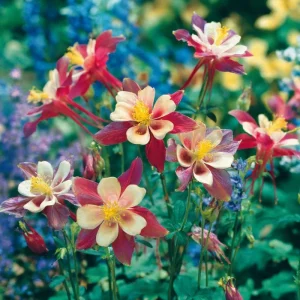 Columbine Seeds McKana Giants Mix – 120 Seeds – Tall Spurred Perennial Flower - Image 7