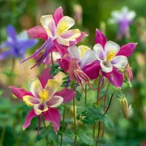 Columbine Seeds McKana Giants Mix – 120 Seeds – Tall Spurred Perennial Flower - Image 8