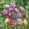 Columbine Seeds McKana Giants Mix – 120 Seeds – Tall Spurred Perennial Flower - Image 1