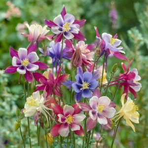 Columbine Seeds McKana Giants Mix – 120 Seeds – Tall Spurred Perennial Flower - Image 1