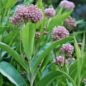 Common Milkweed Seeds 50 Count | Native Pollinator Plant for Monarch Butterflies, Asclepias syriaca - Image 3