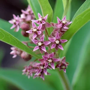 Common Milkweed Seeds 50 Count | Native Pollinator Plant for Monarch Butterflies, Asclepias syriaca - Image 4