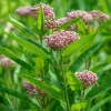 Common Milkweed Seeds 50 Count | Native Pollinator Plant for Monarch Butterflies, Asclepias syriaca - Image 1