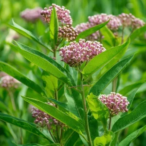 Common Milkweed Seeds 50 Count | Native Pollinator Plant for Monarch Butterflies, Asclepias syriaca - Image 1