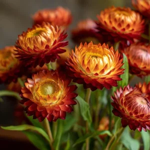 Copper Red Strawflower Seeds - 50 Count, Everlasting Warm Orange-Red Blooms, Outdoor Annual - Image 1
