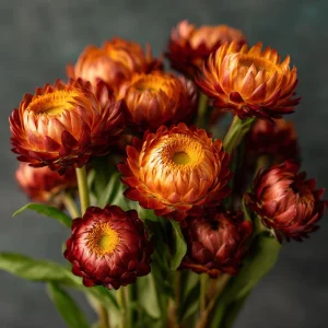 Copper Red Strawflower Seeds - 50 Count, Everlasting Warm Orange-Red Blooms, Outdoor Annual - Image 2