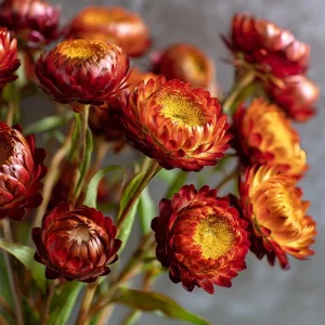 Copper Red Strawflower Seeds - 50 Count, Everlasting Warm Orange-Red Blooms, Outdoor Annual - Image 3