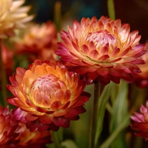 Copper Red Strawflower Seeds - 50 Count, Everlasting Warm Orange-Red Blooms, Outdoor Annual - Image 4