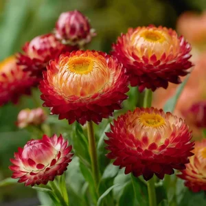 Copper Red Strawflower Seeds - 50 Count, Everlasting Warm Orange-Red Blooms, Outdoor Annual - Image 5