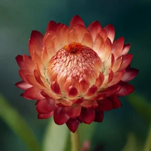 Copper Red Strawflower Seeds - 50 Count, Everlasting Warm Orange-Red Blooms, Outdoor Annual - Image 6