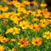 Coreopsis Lanceolata Seeds - 200 Count Dwarf Golden-Yellow Perennial - Image 1